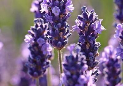 描写父子情深的句子(精选50句)