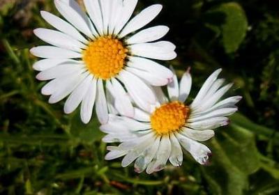 描写白头发的句子(汇总50句)