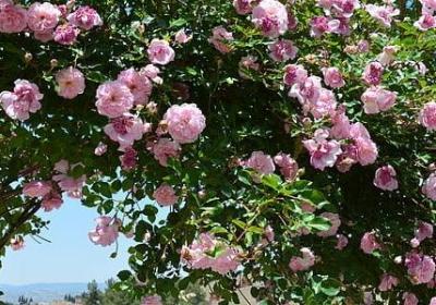 描写花草的句子大全(精选50句)