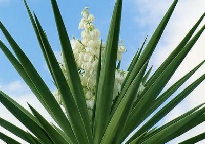 描写爱琴海唯美的句子(汇总50句)