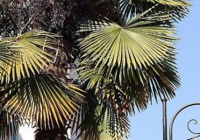 描写牡丹的唯美句子(50句)