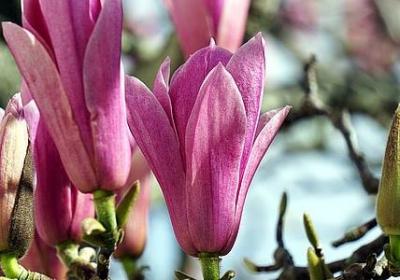 描写皮球的句子(通用40句)