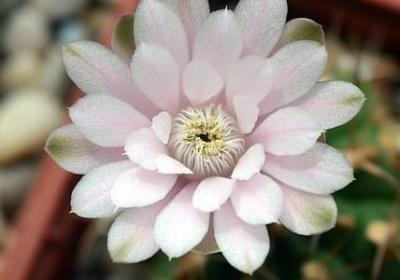 描写糖果的唯美句子(共20句)