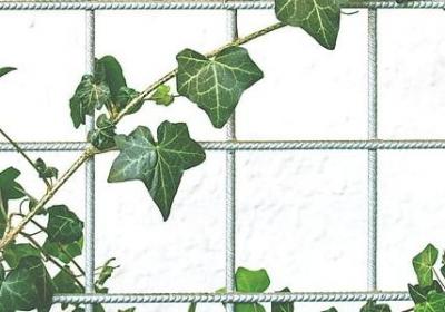 描写植物的句子大全(推荐50句)