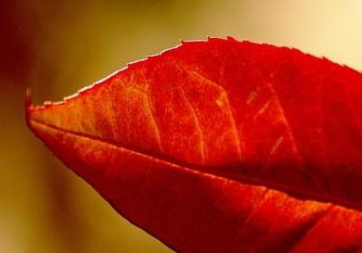 描写皇上的句子(实用45句)