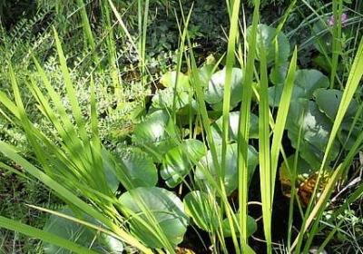 描写知了的优美句子(热门11句)