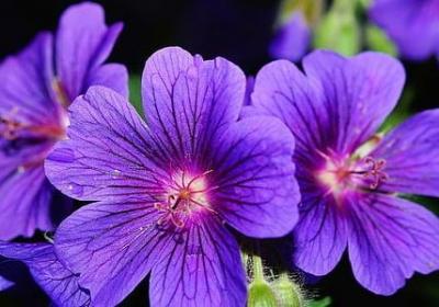 描写花草树木的句子(合集50句)