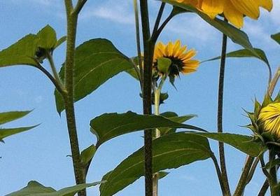 描写真爱的句子(推荐50句)