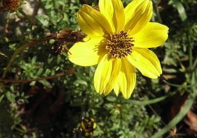 描写羞涩的句子(汇总56句)