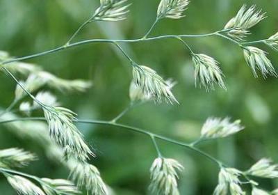 描写朗诵的句子(汇总50句)