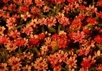 描写秋天的句子30字(通用30句)