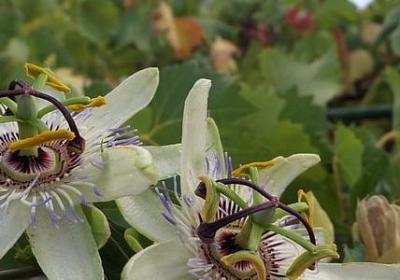 描写秋天的夜晚的句子(共40句)