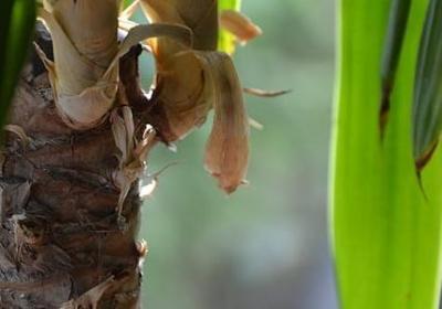 描写秋天落叶的优美句子(通用10句)