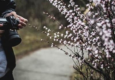 描写花的句子唯美短句(50句)