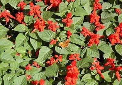 描写秋天的词语句子(优选40句)