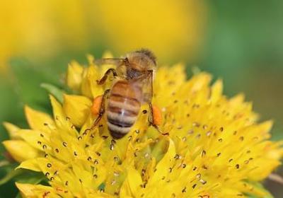 描写花的短句子(49句)