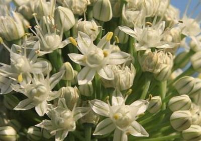 描写玫瑰花样子的句子(精选50句)