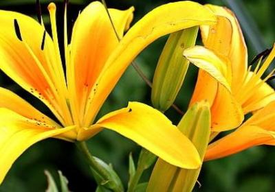 描写苏州文艺的句子(合集10句)