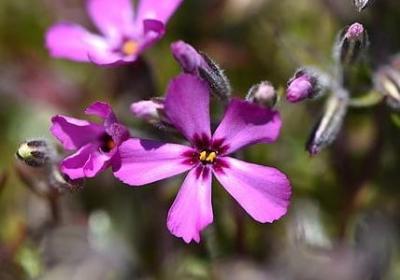 描写秋叶的好句子(优选45句)