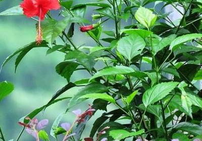 描写荧火虫的句子(52句)