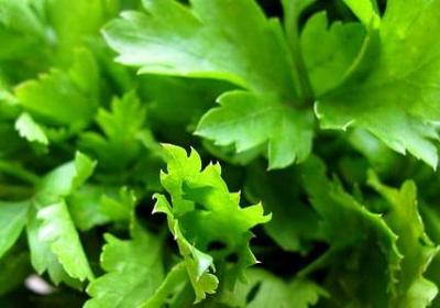 描写秋草的句子(合集33句)