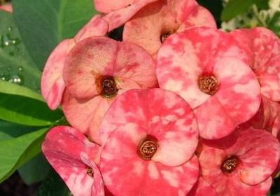 描写简单晚餐的句子(共20句)