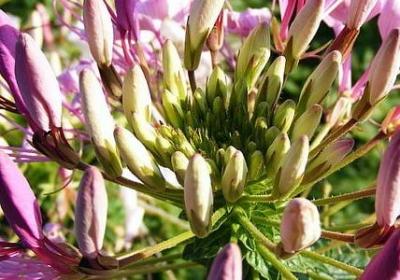 描写贪吃的句子(必备20句)