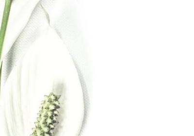 描写芦苇的唯美句子(汇总20句)