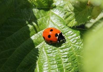 描写秋天的植物的句子(通用50句)