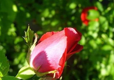 描写蒲公英坚强的句子(精选10句)