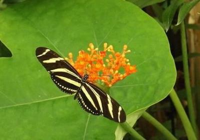 描写美好夏日的短句(共23句)