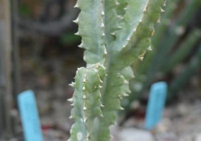 描写石桥的句子(热门15句)