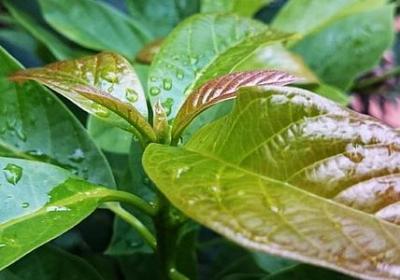 描写窗外的风景句子(通用11句)