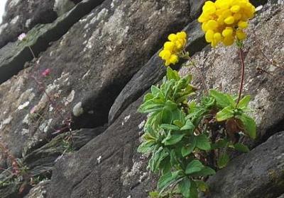 描写老师无私的句子(通用25句)