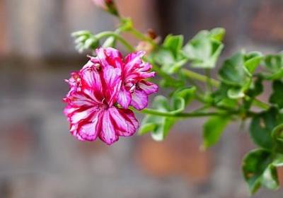 描写生活艰难的句子(热门50句)