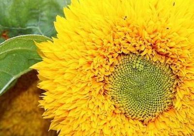 描写穷人的句子(必备40句)