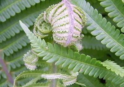 描写葫芦的优美句子(实用51句)