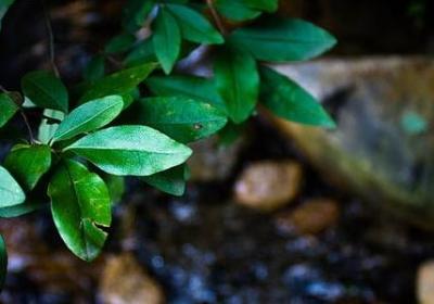 描写萝莉外貌的句子(推荐30句)