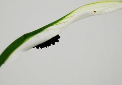 描写秋天丰收景象的句子(热门50句)