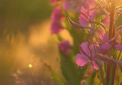 描写灵芝的句子(共15句)