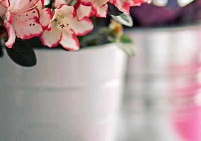 描写草的句子 短句(实用50句)