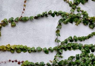 描写米奇的句子(汇总40句)