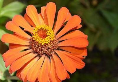 描写河边柳树的句子(热门49句)