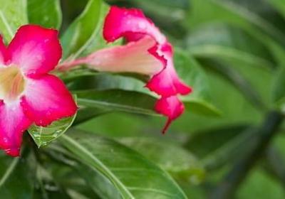 描写芝麻的句子(实用10句)