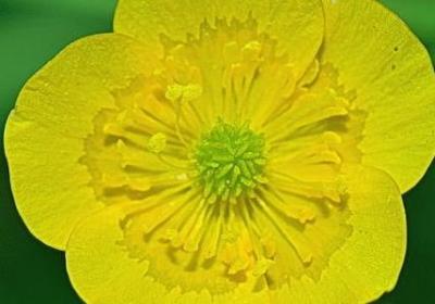 描写生命顽强的句子(推荐15句)