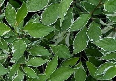 描写爱情长久的句子(热门50句)