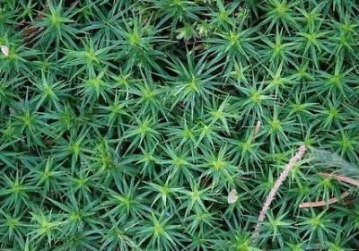 描写老人外貌的句子(共20句)