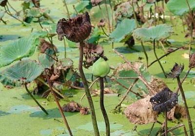 描写豆子的句子(精选9句)