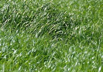 描写狗熊的句子(必备12句)