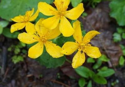 描写湖边夜景的句子(实用12句)